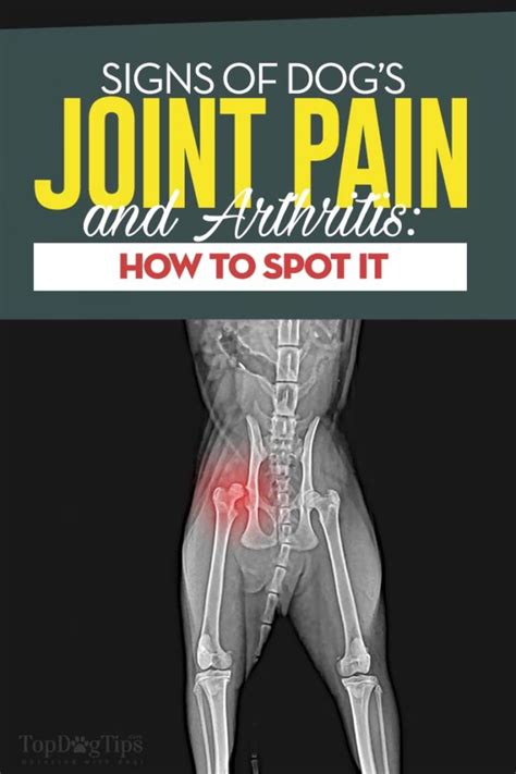 8 Signs of Joint Pain in Dogs and How to Spot Them (Based on Studies)