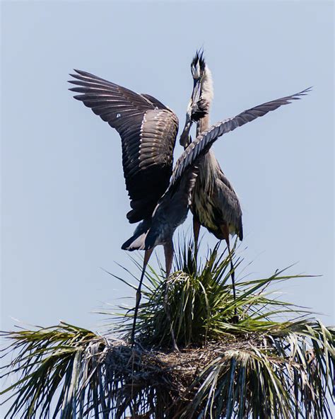 Great Blue Heron Mating Display III Photograph by Dawn Currie - Fine Art America