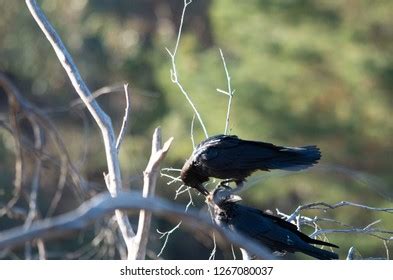 648 Crow Eating Meat Images, Stock Photos & Vectors | Shutterstock