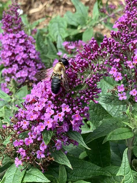 I Love Pugster Dwarf Butterfly Bush | GardenLady.com