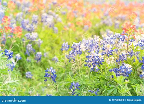 Texas Bluebonnet and Indian Paintbrush Blossom in Ennis, Texas, Stock Photo - Image of outdoor ...