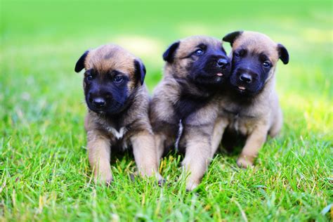 Black Belgian Malinois Puppy