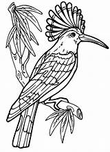 Hoopoe On Branch sketch template