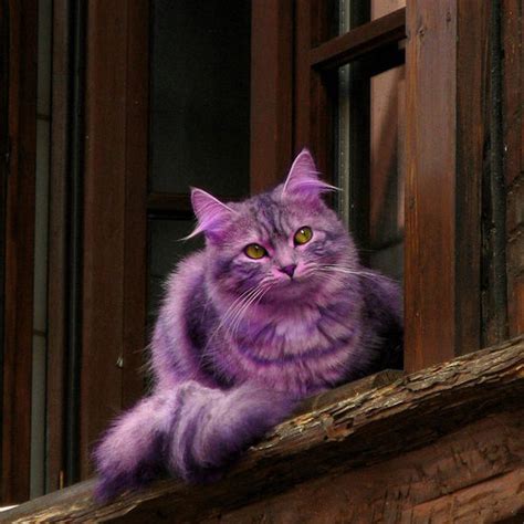 The real Cheshire Cat - The Cheshire Cat Photo (25098658) - Fanpop