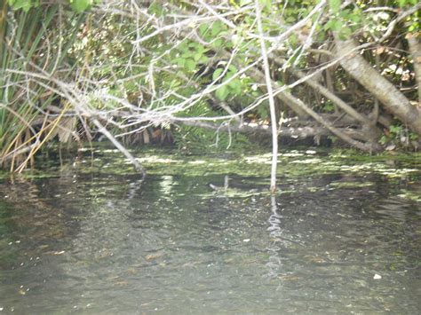 Kayaking Wekiva River & Rock Springs Run with Gators! ~ When 140 ...