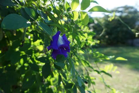 The Complete Guide to Growing Butterfly Pea Seeds