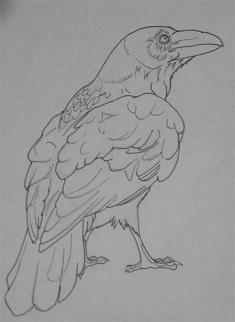 Raven Outline by Brightflare on DeviantArt | Bird drawings, Crows drawing, Animal art