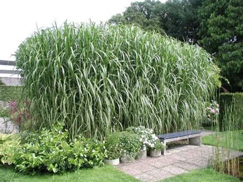 Tall Grasses For Privacy Fence / Hgtv.com shares the best screening plants to add privacy to ...