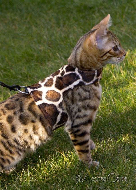 A lead and harness for my (yet to be) Bengal Cat. | Bengal cat kitten, Bengal cat, Cute cats