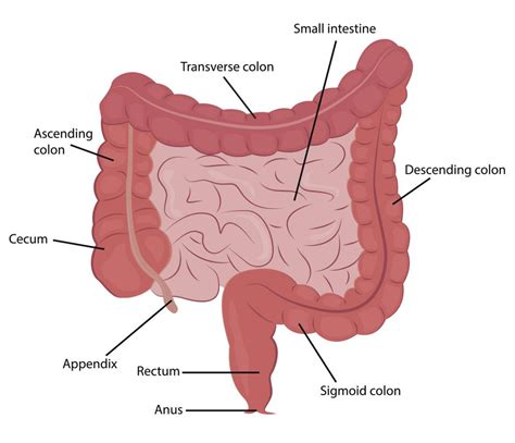 Small Intestine: Uses and Functions in the Body | Healthtian