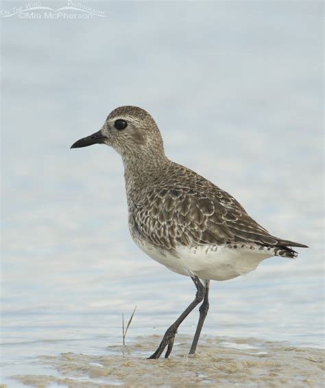 A Black-bellied Plover in low light conditions – Mia McPherson's On The ...