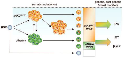 Molecular pathophysiology of Philadelphia-negative myeloproliferative ...