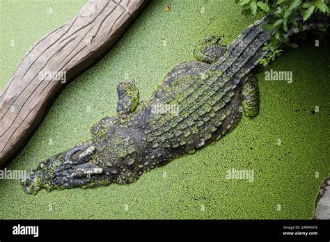 Crocodile in the lake during the day. Crocodile in the swamp Stock Photo - Alamy