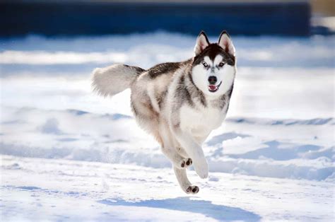 Siberian Huskies Off Leash