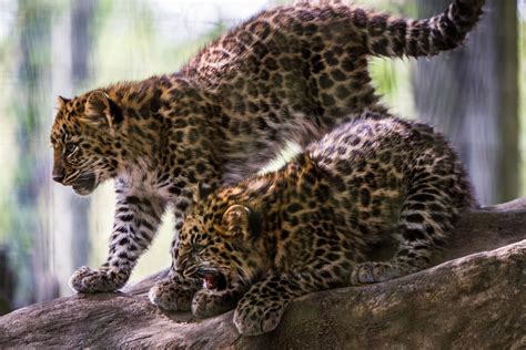 Leopard Cubs by RoyalImageryJax on DeviantArt