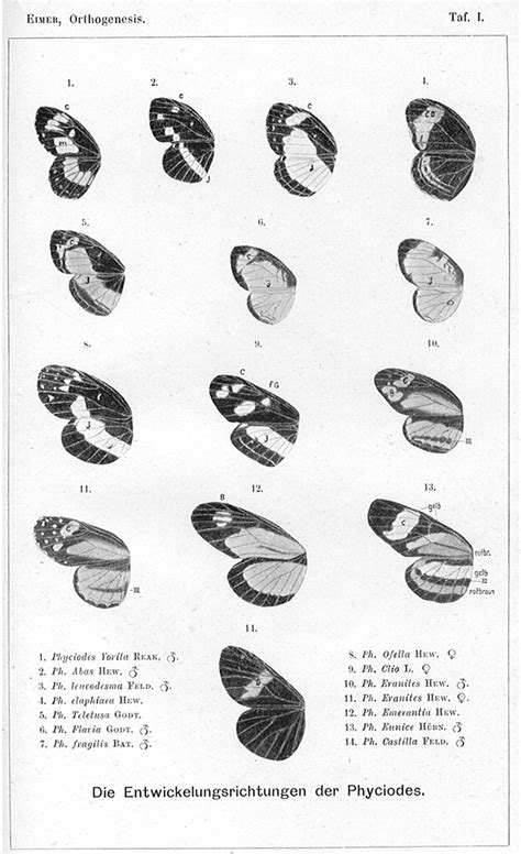 Eimer's illustration of orthogenesis as an example of evolutionary... | Download Scientific Diagram