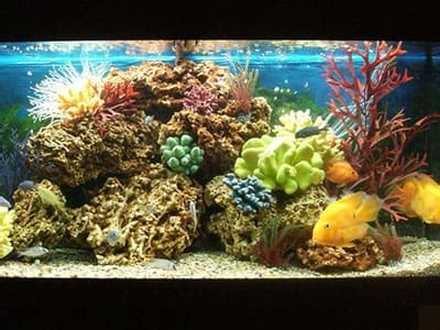 Live Rock is the Key to a Healthy Aquarium