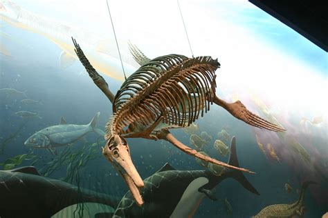 Ichthyosaurus (aka Dolichorhynchops), Hall of Fossils, Smithsonian National Museum of Natural ...