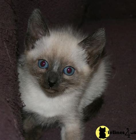 Applehead Siamese Kittens in Colorado