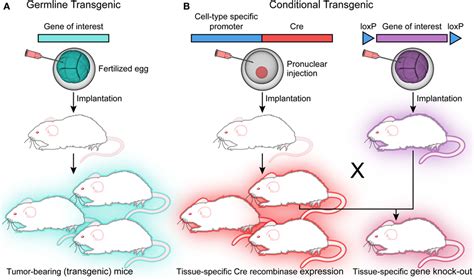 Frontiers | Overview of the Use of Murine Models in Leukemia and Lymphoma Research | Oncology