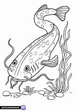 Catfish Coloring Page  Free Printable coloring Pages sketch template