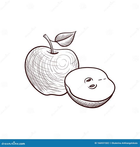 Vector drawing apple stock vector. Illustration of design - 166931502