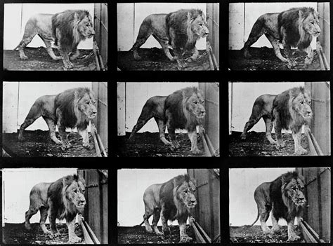 High-speed Sequence Of A Walking Lion By Muybridge Photograph by Eadweard Muybridge Collection ...