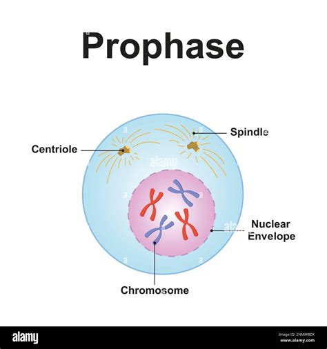 Prophase Drawing