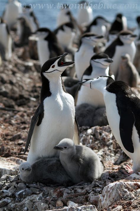 Chinstrap Penguin – Pygoscelis antarctica | two in the blue