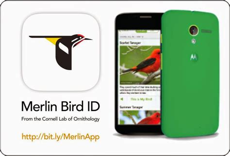 Identify That Bird With the Merlin Bird ID App | ActionHub