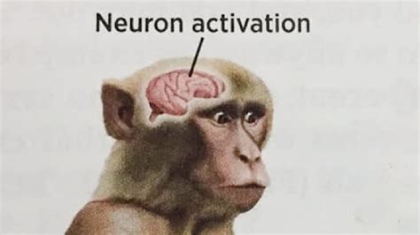 Neuron Activation