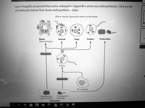 SOLVED: Lynn Margulis proposed that some eukaryotic organelles arose via endosymbiosis. Click on ...