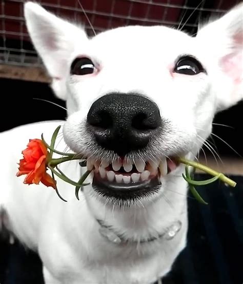 Smile... life is good! 😍 | Cute white dogs, Laughing animals, Dog love