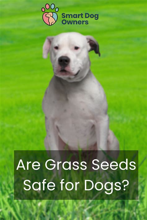 Are Grass Seeds Safe for Dogs? (Is Grass Seed Toxic?) - Smart Dog Owners