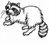 Coloring Page Of A Raccoon  Home sketch template