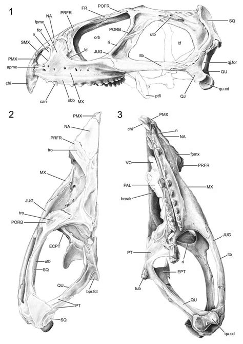 Sphenodon skull DGPC1 prior to disarticulation. 1. lateral, 2. dorsal,... | Download Scientific ...