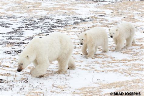 polar bear churchill | Good Nature Travel Blog