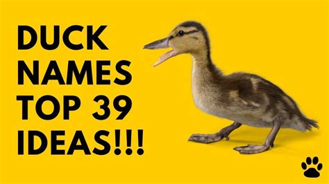 Duck Names 39 CUTE & BEST Ideas