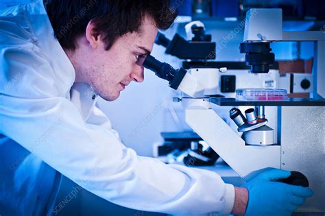 Scientist using microscope in lab - Stock Image - F018/8503 - Science Photo Library