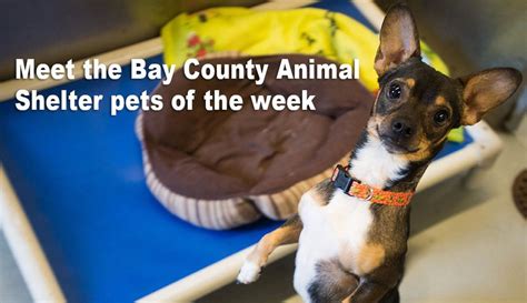 Meet this week's Bay County Animal Shelter pets of the week - mlive.com