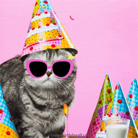 Happy Birthday Cat GIFs Download - Cute & Funny