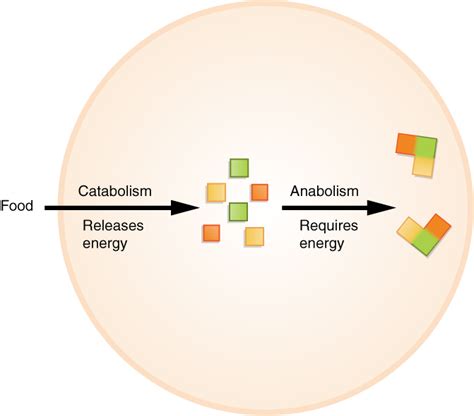 Anabolism — Wikipedia Republished // WIKI 2