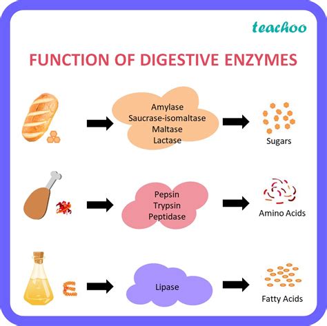 What is the function of digestive enzymes? - Life Proecess Class 10