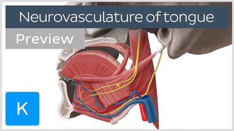 Tongue: nerve supply, arteries and veins (preview) - Human Anatomy | Kenhub - YouTube