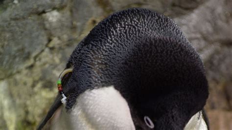 Thousands of Adelie penguin chicks wiped out in Antarctica