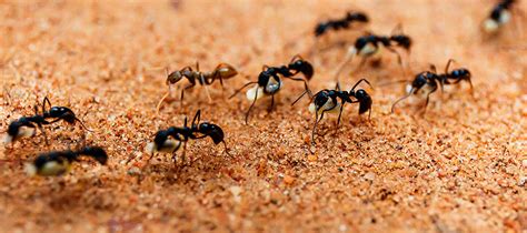 Ant Lifespan: How Long Do Ants Live