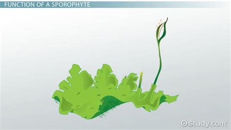 Sporophyte | Definition, Characteristics & Examples - Lesson | Study.com