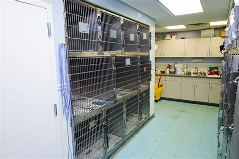 Hamptonburgh Animal Hospital Patient Gallery | Vet Clinic In Campbell Hall, NY