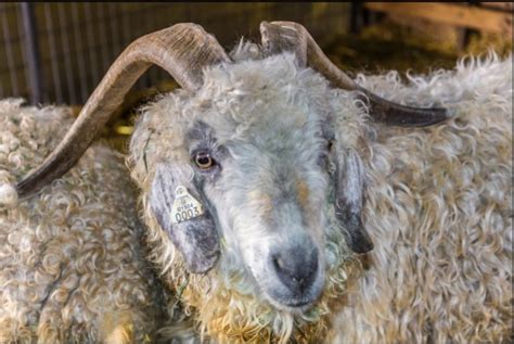 Angora Goat Mohair - by the Ounce - ATi Farms Angora Goats and Fiber