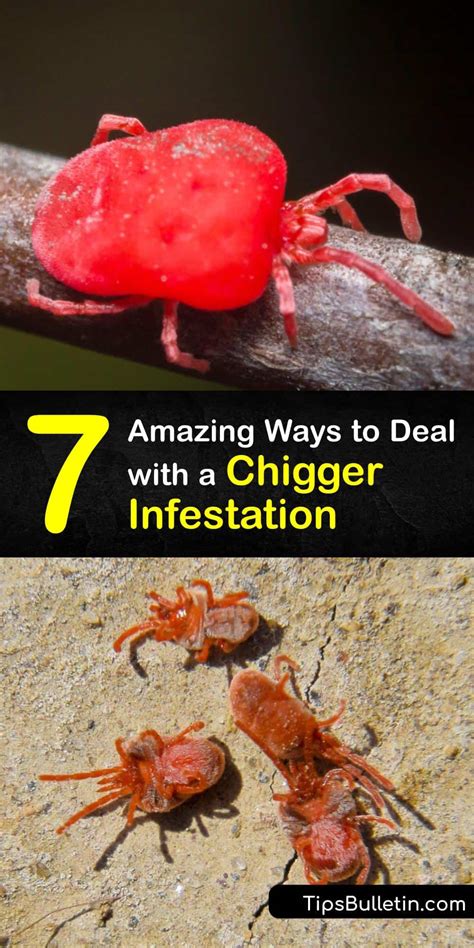 7 Amazing Ways to Deal with a Chigger Infestation